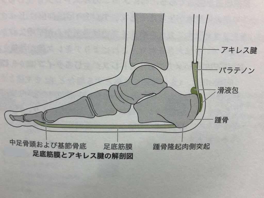 サッカー少年少女のかかとの痛みを予防するために①